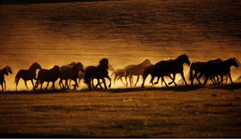 horses